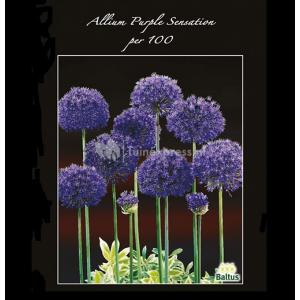 Baltus Allium Aflatunense Purple Sensation bloembollen per 100 stuks